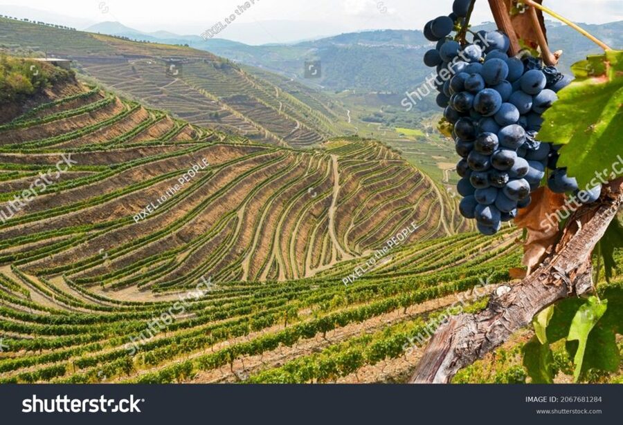 From Porto: Full-Day Douro Historical Tour - Pinhão River Cruise: The Best Reset on a Long Day