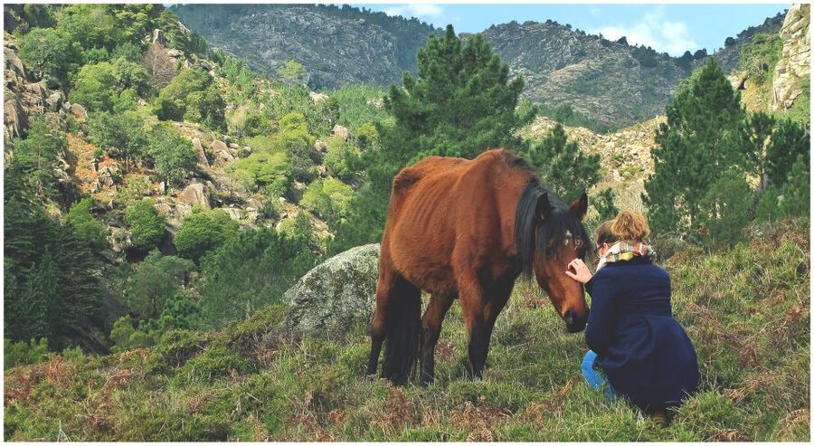 From Porto: Peneda-Gerês National Park Tour with Lunch - Lunch in a local restaurant: traditional plates, fair portions, and wine
