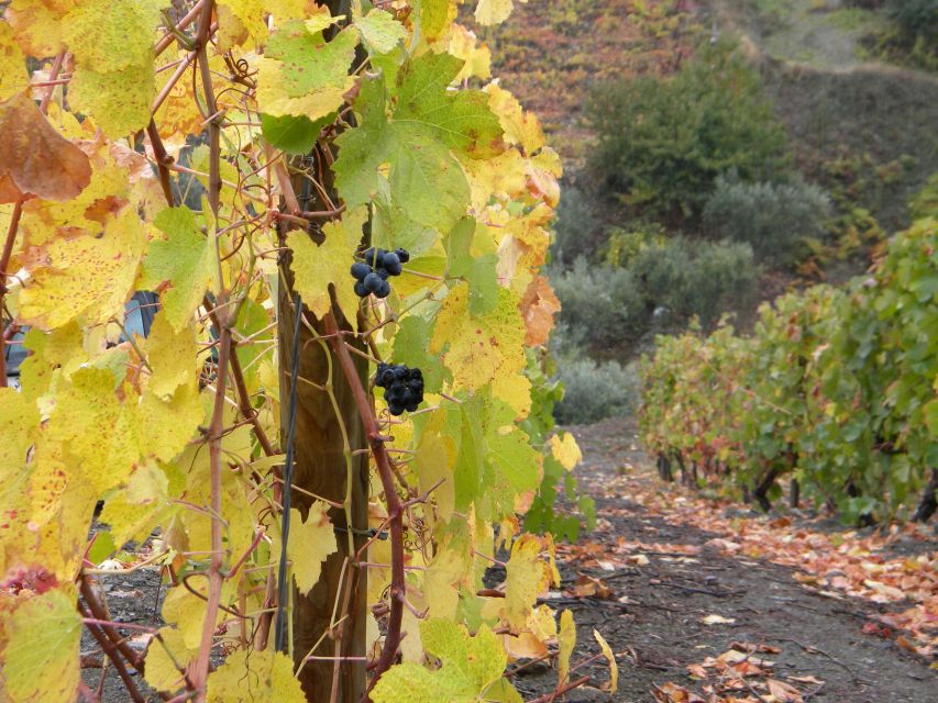From Porto: Private Douro Valley Tour with Booking Service - Your Guide’s Job: Turning a Route Into Your Day