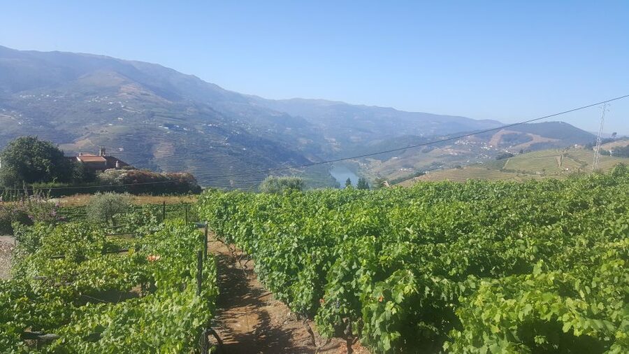 From Porto: Private Douro Valley Tour with Booking Service - Expect Real Douro Terraces, Plus the Views You Cannot Fake