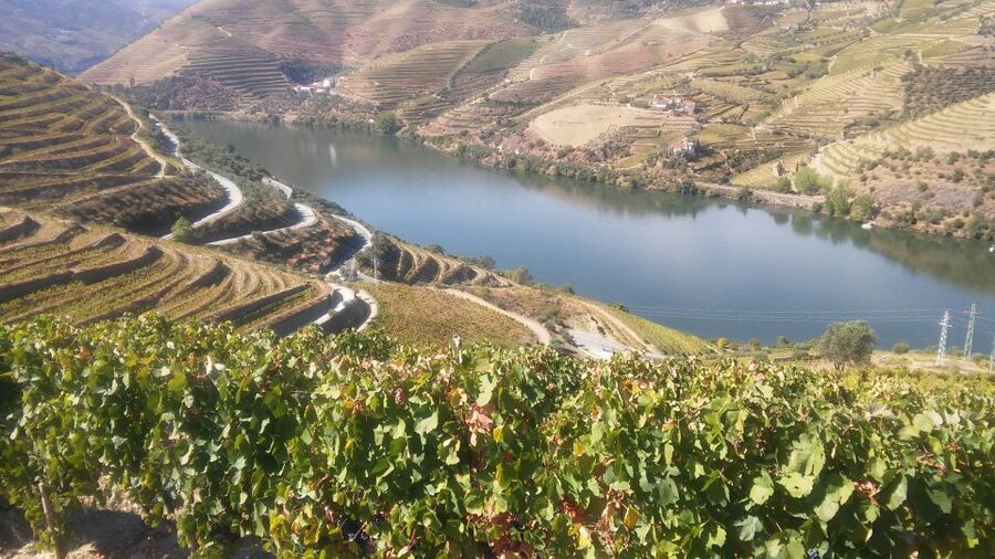 From Porto: Private Douro Valley Tour with Cruise and Wine - Price value: $294 per person for a private, multi-stop day