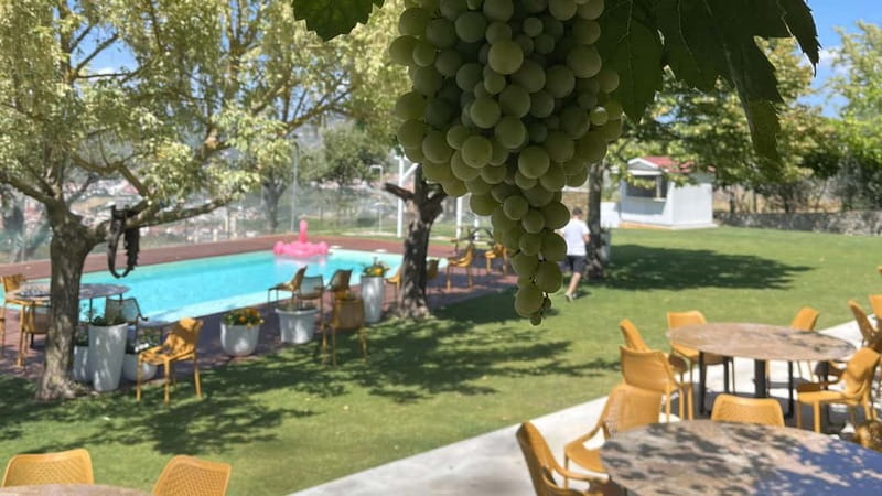 From Porto: Tastings at 2 Wineries, Chef's Lunch & Boat Tour - Olive oil tastings and the little surprises that make it feel local