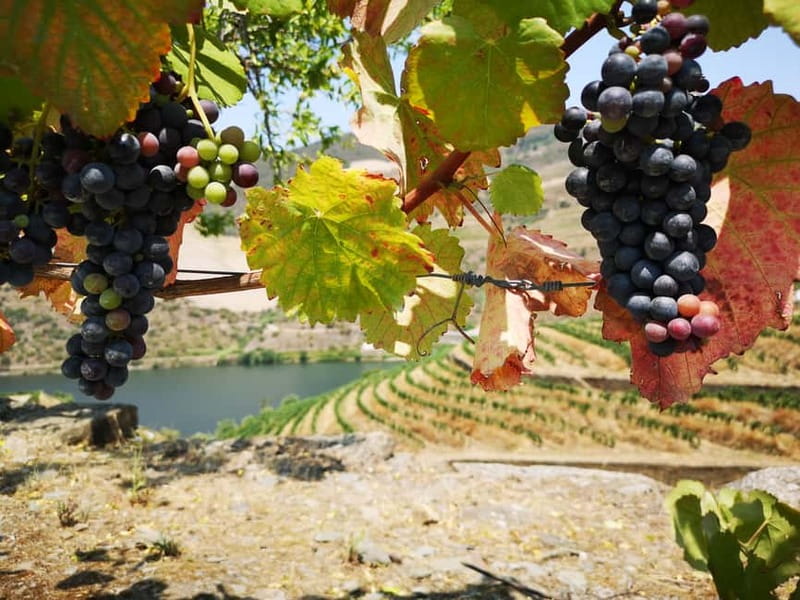 From Porto: Tastings at 2 Wineries, Chef's Lunch & Boat Tour - What the small-group setup changes for you