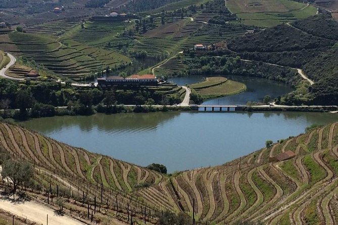 Full Day, Wine Tasting, River Cruise and Lunch from Porto - Wine tastings plus lunch: how to get the best experience without overdoing it