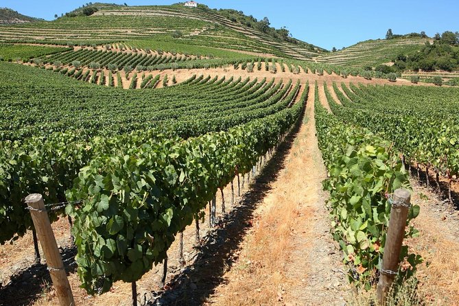 Genuine Douro Valley Tour: Visit 2 Wineries, Lunch & River Cruise - Porto-to-Douro: what this day feels like