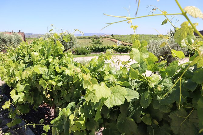 Genuine Douro Valley Tour: Visit 2 Wineries, Lunch & River Cruise - Quinta do Cume: your second tasting and a good moment to compare styles