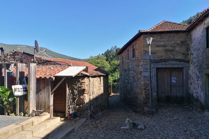 Half-day Hike & Picnic with Dog Love in Porto's Mountains - Meeting Ricardo and Shy: dog-friendly fun without the chaos