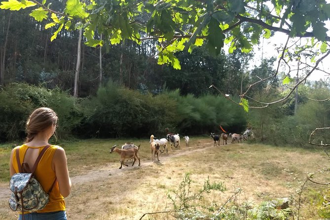 Half-day Hike & Picnic with Dog Love in Porto's Mountains - What to pack and how to pick your comfort level