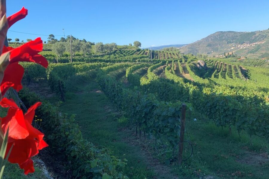 Lamego: Quinta da Portela de Baixo Winery Tour and Tasting - The tasting room routine: sparkling, ports, and a DOC Douro duo