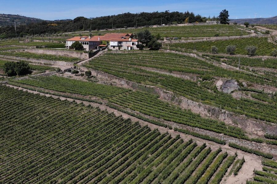 Lamego: Quinta da Portela de Baixo Winery Tour and Tasting - Pairing snacks like a local: bôla, olive oil, cheese, and jam