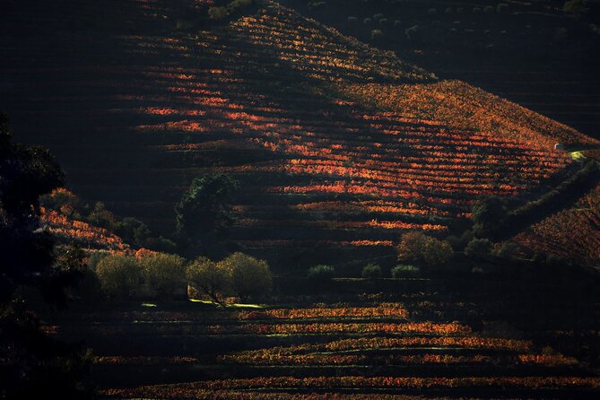 Lunch and Wine Tasting in the Douro Valley Region - Key highlights before you go