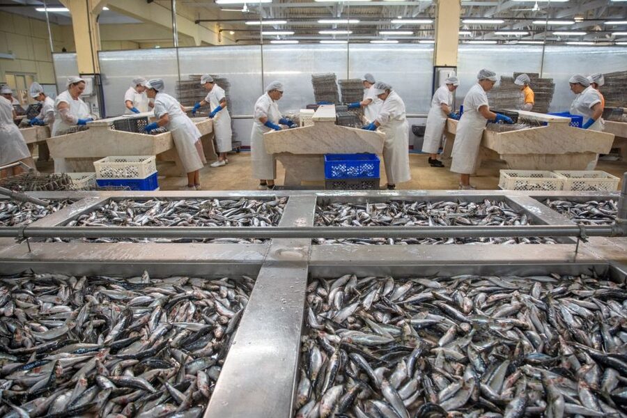Matosinhos: Conservas Pinhais Factory Tour - The Iconic Shop Stop: Turn Knowledge Into Tins