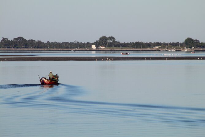 Moliceiro boat trip, with experience in bivalves harvesting - Key things you should know