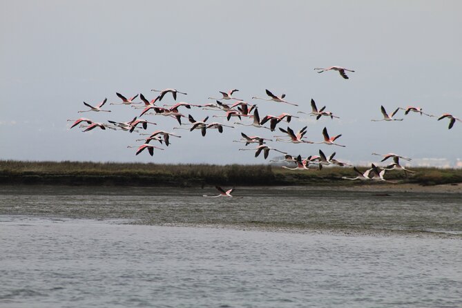 Moliceiro boat trip, with experience in bivalves harvesting - Should You Book This Moliceiro Boat and Bivalves Trip?