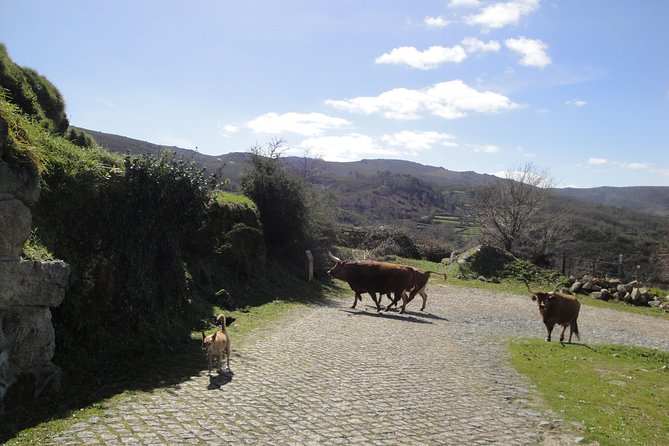 Peneda-Gerês National Park - A Time Travel Through The Mountains - - Starting Your Day in Braga With a Private, Comfortable Ride