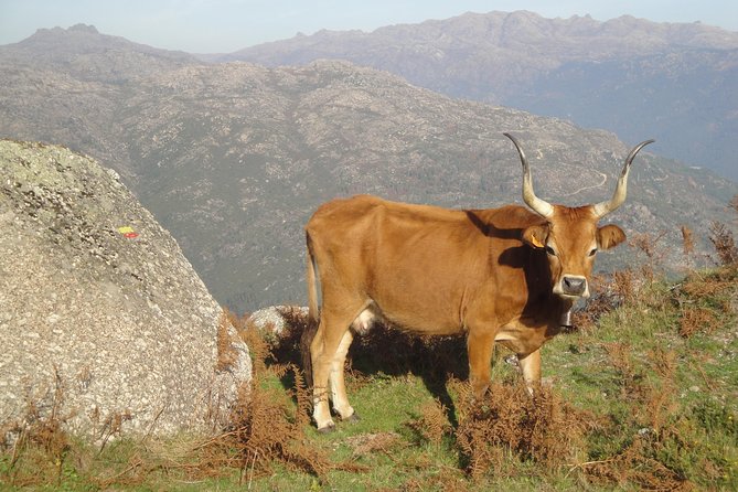 Peneda-Gerês National Park - Nature & Tastings - - Two Viewpoints That Explain the Park: Rural Views Then Mountain Range