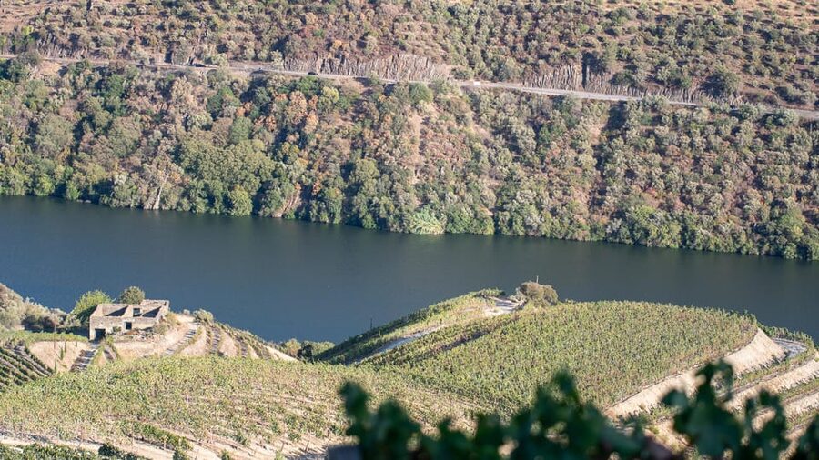 Pinhão: Quinta da Formigosa Vineyard Tour and Wine Tasting - Who should book Quinta da Formigosa, and who might skip it