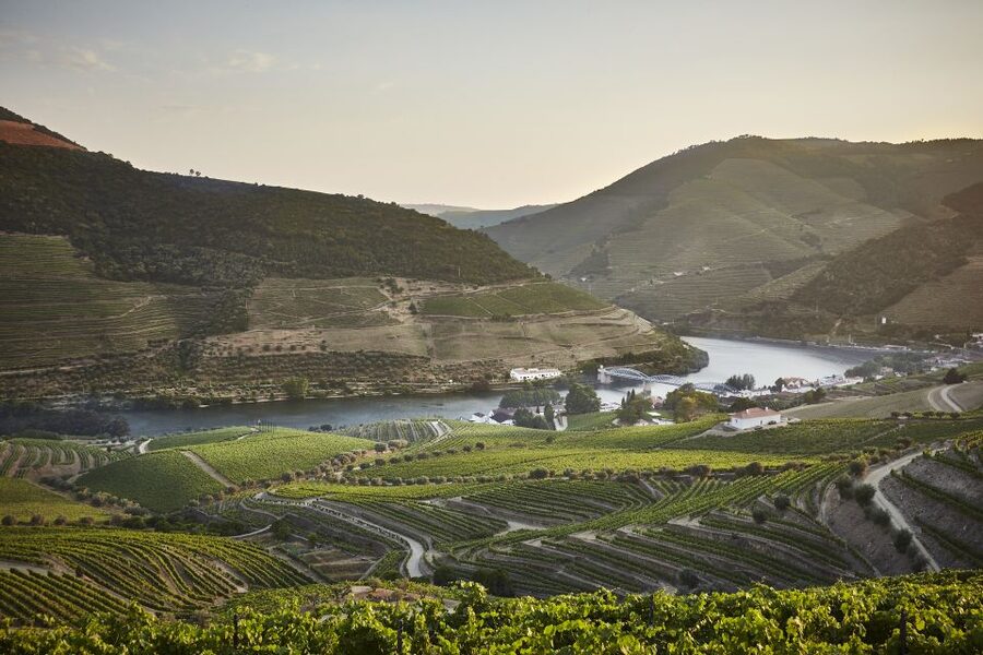 Pinhão: Quinta do Bomfim Visit and Tasting - Vineyard walks you can actually pick (and why that’s smart)