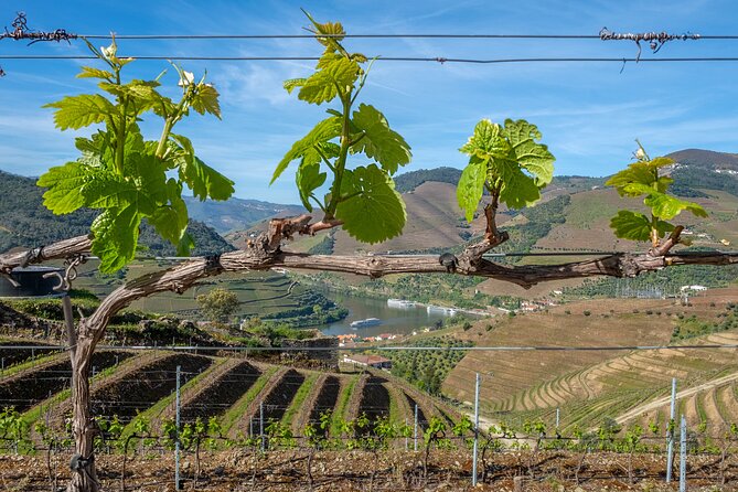 Porto: Douro Valley, 2 Wine Regions, Sommelier, Boat Trip & Lunch - Price and Value: What $135 Gets You in Real Terms