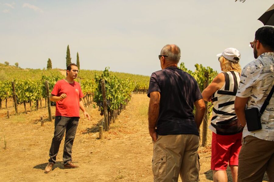 Porto: Douro Valley History & Wine Tour with Cruise & Lunch - Key highlights to zero in on