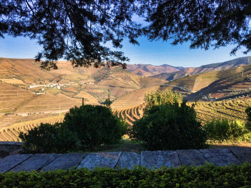 Porto: Douro Valley Private Tour 2 Vineyards & River Cruise - Panoramic lunch at a vineyard, then a Port wine tasting
