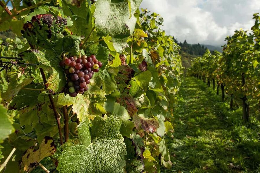 Porto: Douro Valley Tour at 2 Wineries with Lunch and Cruise - Value for $139: Why This Package Often Makes Sense