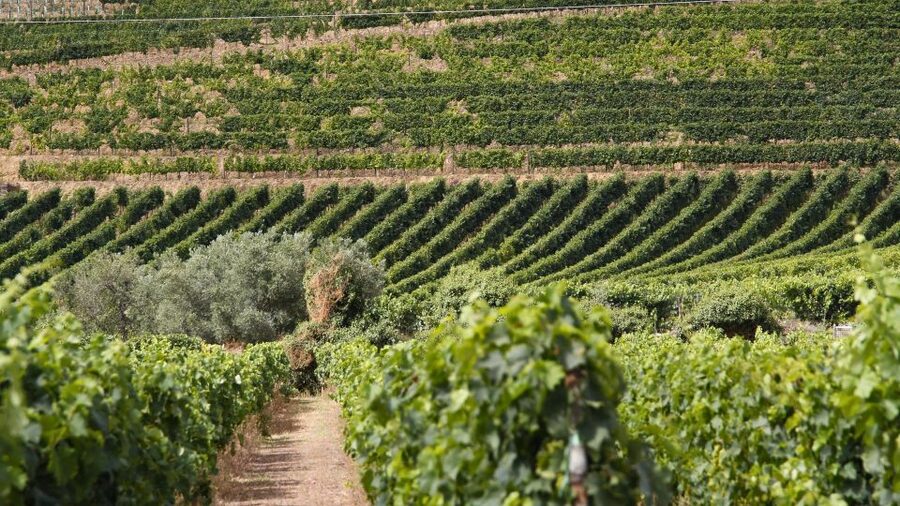 Porto: Douro Valley Tour at 2 Wineries with Lunch and Cruise - Winery Stop Two in Vilarinho de São Romão: Another View of the Same Valley