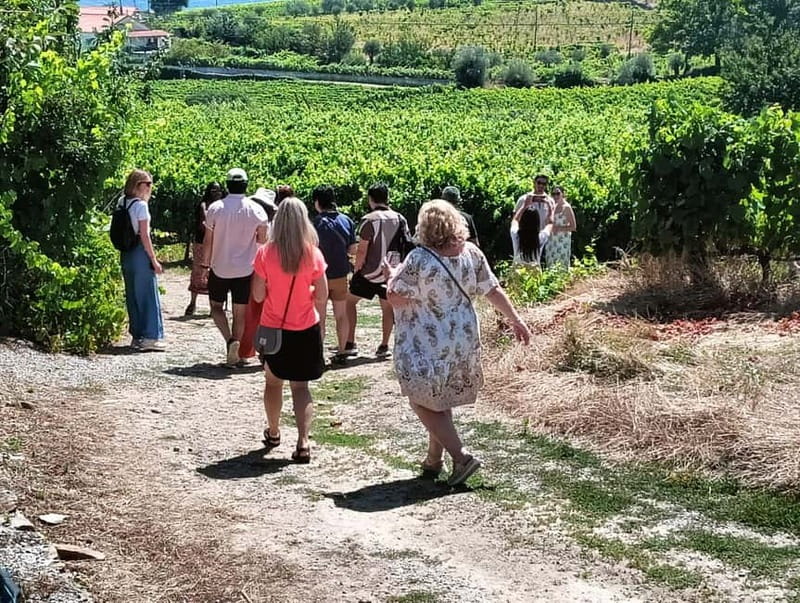 Porto: Douro Valley Tour at 2 Wineries with Lunch and Cruise - The Drive Through National Road 222 and the Régua Lock Stop