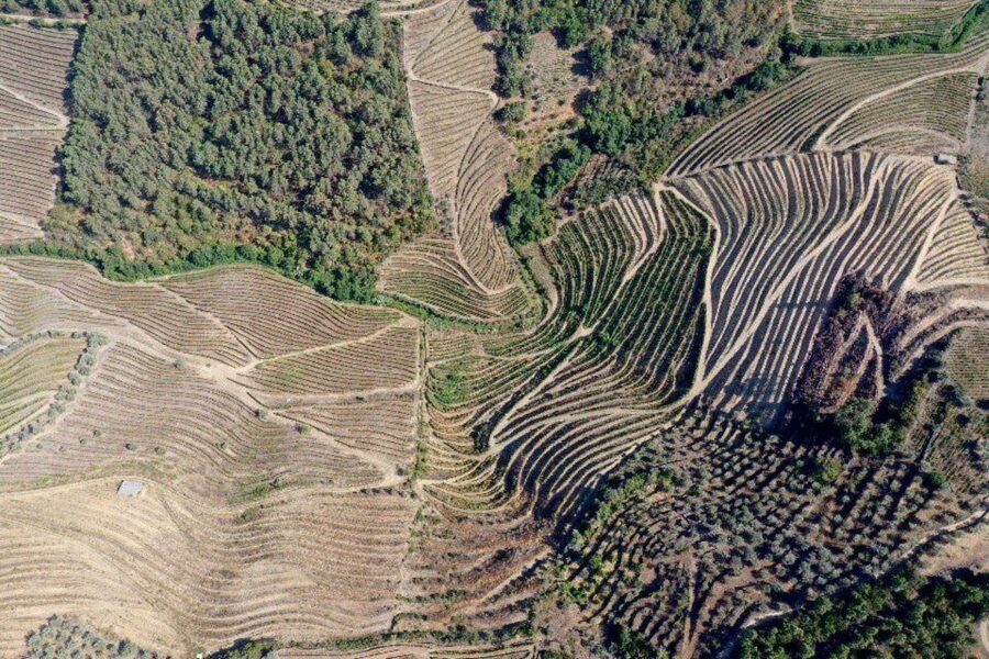 Porto: Douro Valley Tour w/ 3 Tastings, Lunch, & Opt. Cruise - Key things I’d plan for