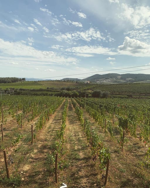 Porto: Douro Valley Tour w/ 3 Tastings, Lunch, & Opt. Cruise - Olive Oil Museum Tasting: A Local Stop That Makes the Wine Part Make More Sense
