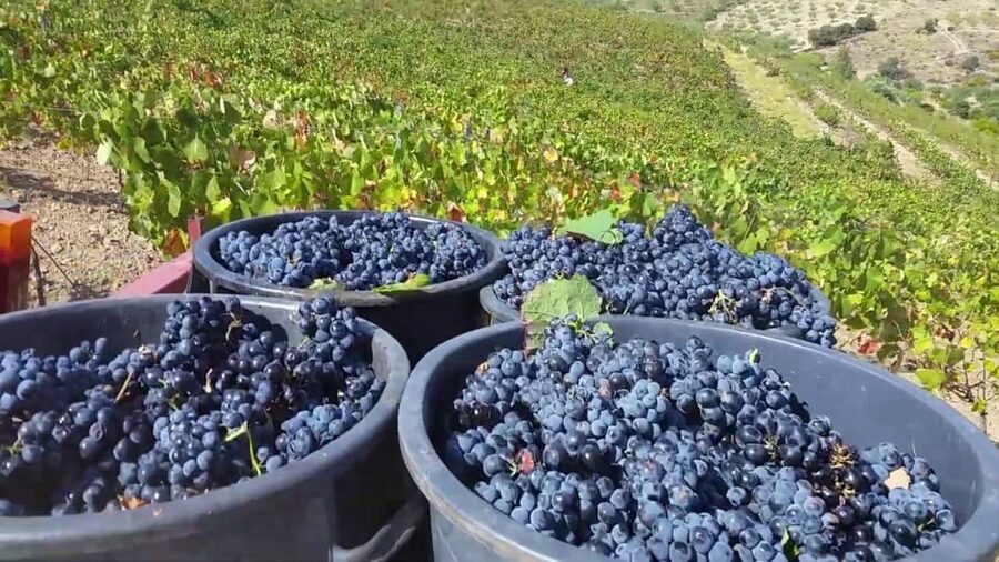 Porto: Douro Valley Tour with 2 Wineries, Lunch and Cruise - Price and Value: Does $117 Make Sense?