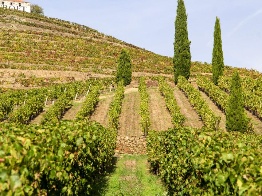 Porto: Douro Valley Tour with 3 vineyards and lunch. - Douro Valley viewpoints and why this day trip feels different