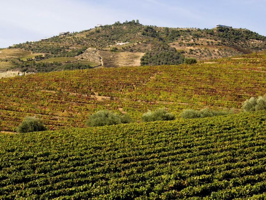 Porto: Douro Valley Tour with 3 vineyards and lunch. - Pinhão: one guided winery stop with river-town wine energy