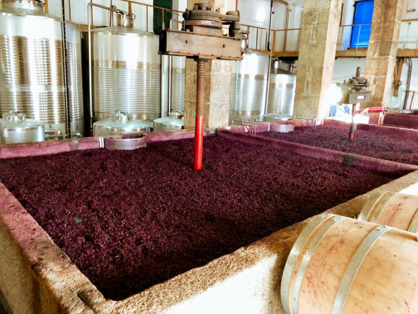 Porto: Douro Valley Tour with Wine Tasting, Cruise and Lunch - First Winery Stop: Port Samples, Vineyard Walking, and a Real Process Story