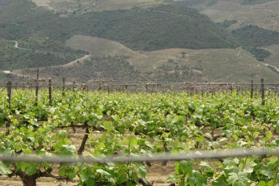 Porto: Douro Valley Wine Tour - Who This Porto to Douro Tour Fits Best