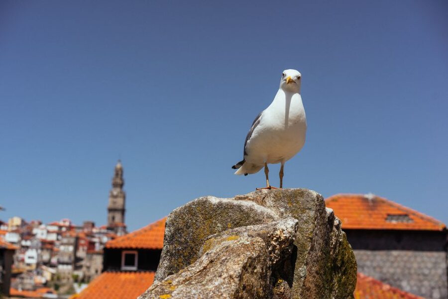 Porto: Harry Potter’s Inspiration Tour - The Harry Potter writing café stop: Why this moment hits
