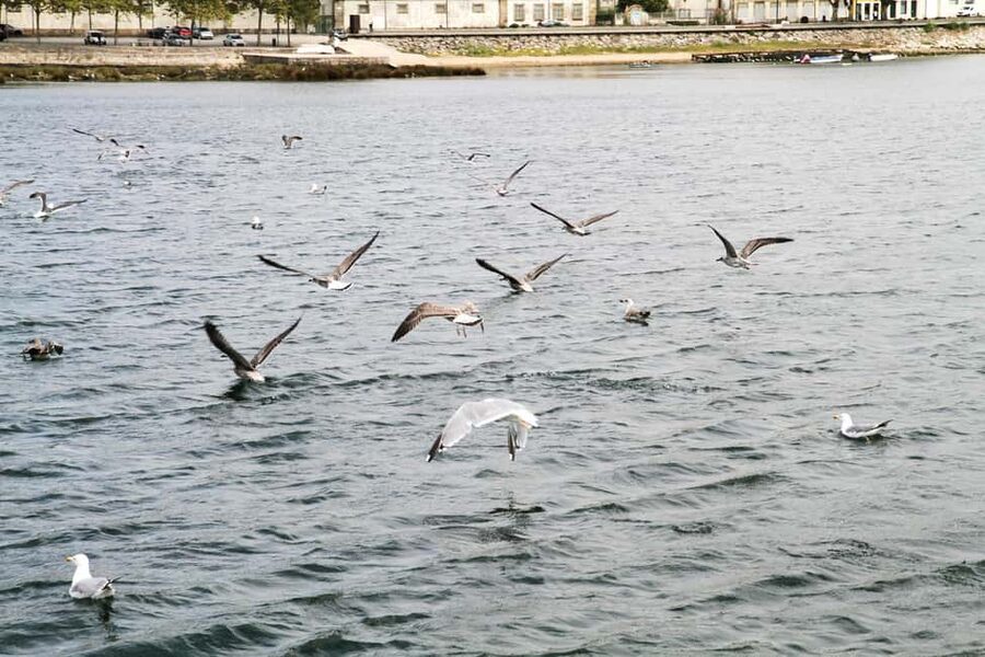 Porto: Old Town and Gaia Boat Tour - Out toward Foz: the calm contrast at the Douro mouth