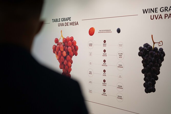 Porto: Wine Experience Museum with 3 Wine Tastings - Ticket value at about $30.23: what you truly get