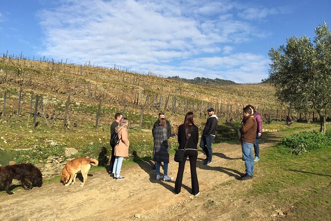 Premium Douro Valley Small-Group Tour, Wine Tasting, Lunch & Boat - Why This Douro Valley Day Works So Well From Porto