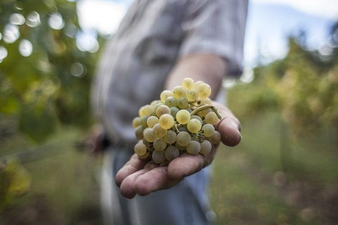 Premium Private Vinho Verde Tour:3 Wineries with Tastings & Lunch - Key Things To Know Before You Go