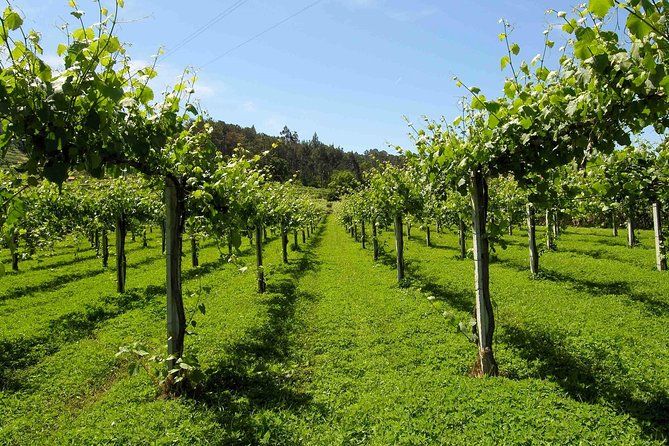 Premium Private Vinho Verde Tour:3 Wineries with Tastings & Lunch - First Stop on the Vinho Verde Route: Minho Region Details You Can Taste