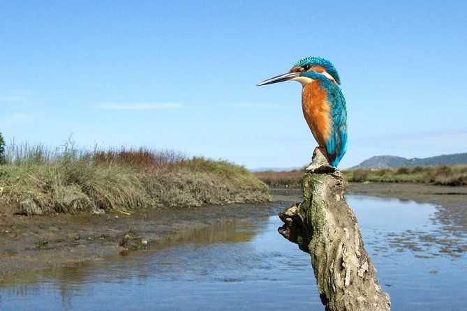 Private Birdwatching from Porto - Key things that make this birdwatching day work