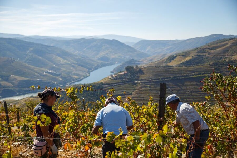 Private Douro Valley 4WD Tour with Wine Tasting and Picnic - Picnic at São Leonardo de Galafura: Local Food with a View