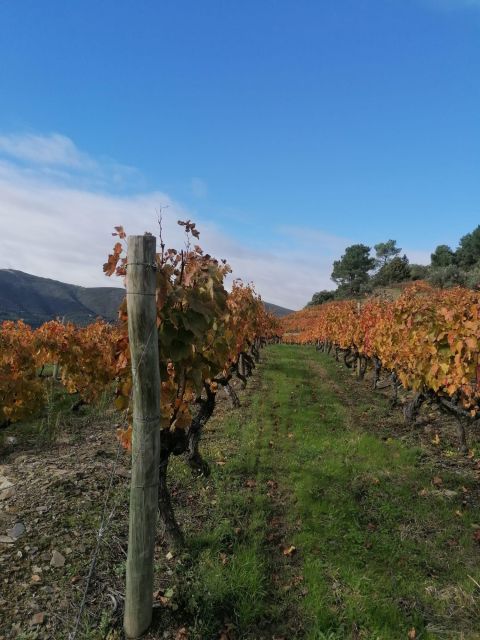 Private Douro Valley 4WD Tour with Wine Tasting and Picnic - What the High Scores Tell You to Watch For