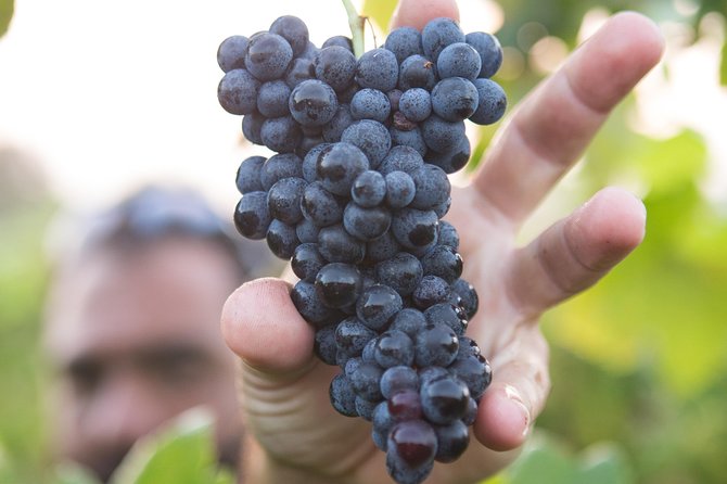 Private Douro Valley - Senses Experiences - Douro Valley Time: Tastings, Genuine Cuisine, and Estate Visits