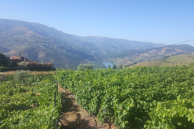 Private Douro Valley - Senses Experiences - Value for the Price: When $380.85 Per Group Makes Sense