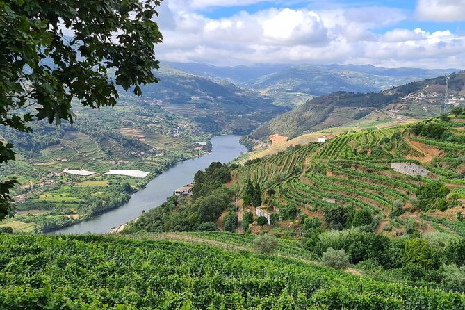 Private Douro Valley Tour (2 wineries + boat) - Stop 1 in Peso da Régua: Wine and Olive Oil at a Small Producer