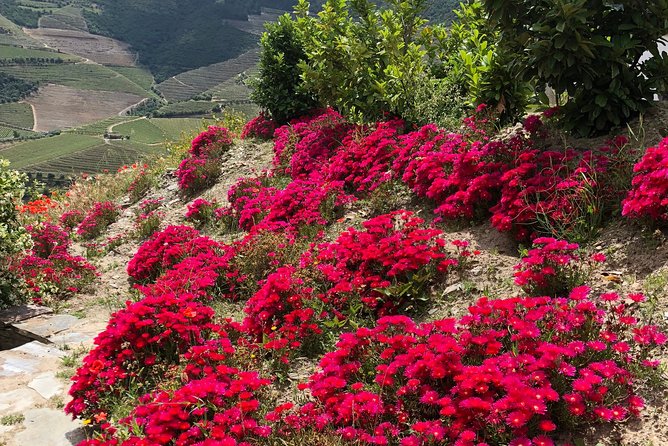 Private Douro Valley Tour Includes Wine Tasting and Boat Tour - Guides Make the Difference, and These Ones Get Praised