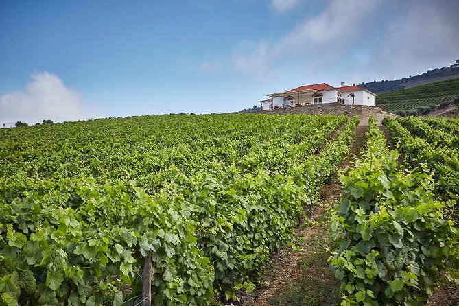 Private Douro Valley visit to three vineyards with Lunch from Porto - The drive on National Road 222: where you actually get the wow