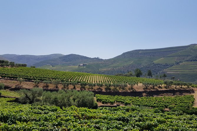 Private Douro Valley visit to three vineyards with Lunch from Porto - Stop 2: Folgosa estate tour and Port-forward tasting